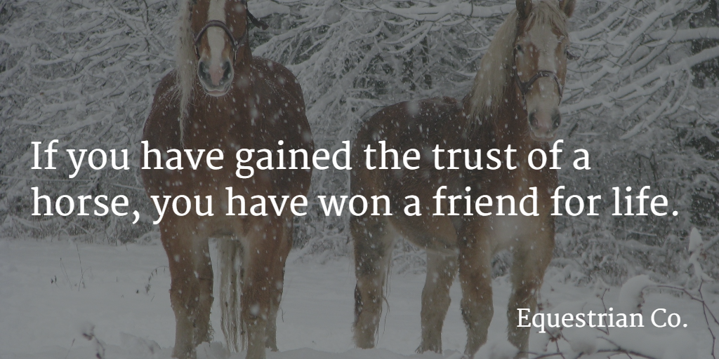 18 Inspirational Equestrian Quotes