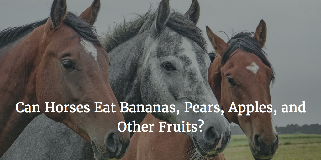 Can Horses Eat Bananas, Pears, Apples, and Other Fruits?