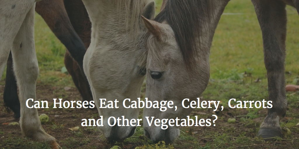 Can Horses Eat Cabbage, Celery, Carrots and Other Vegetables?