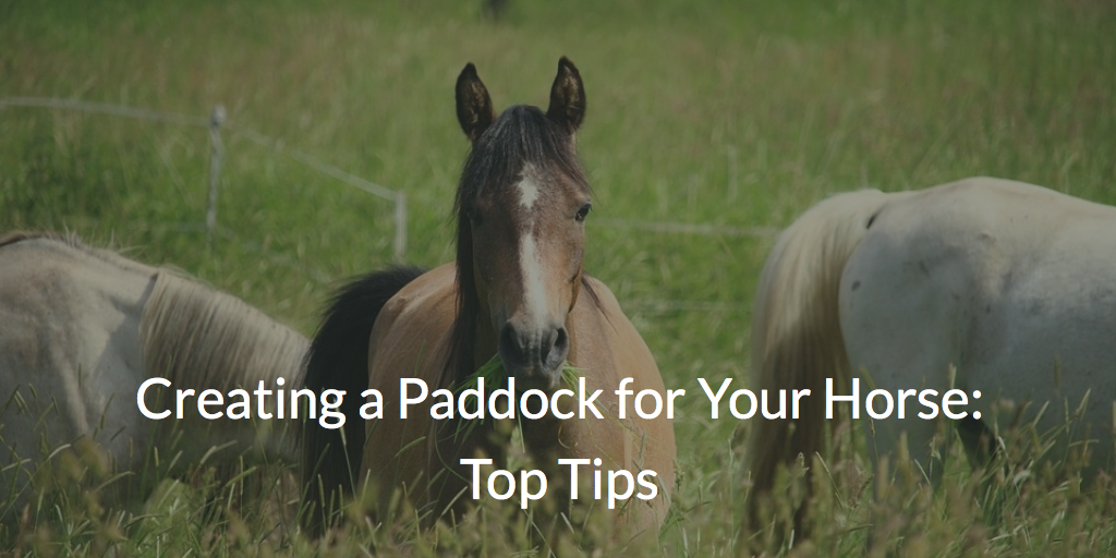 Creating a Paddock for Your Horse: Top Tips & Advice