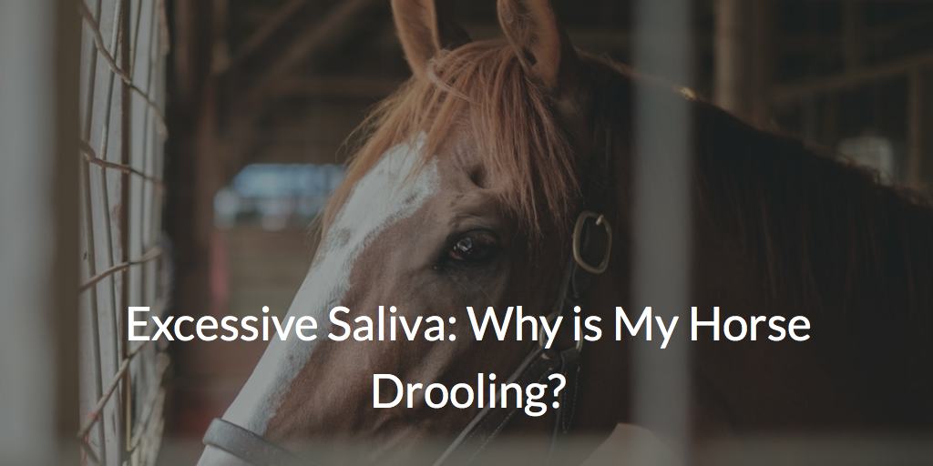 Excessive Saliva: Why is My Horse Drooling?