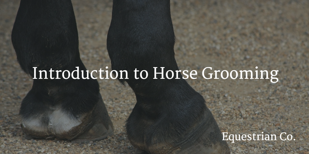 How to Groom a Horse - The Essentials Explained