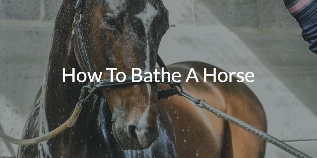 How To Bathe or Shower A Horse: Tops Tips & Advice