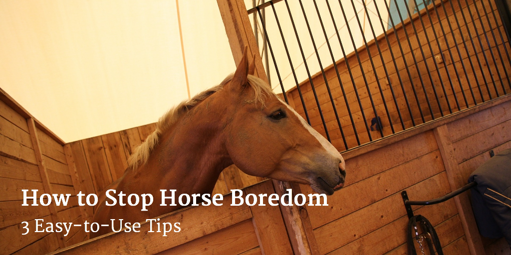 How to Stop Horse Boredom – 3 Easy-to-Use Tips
