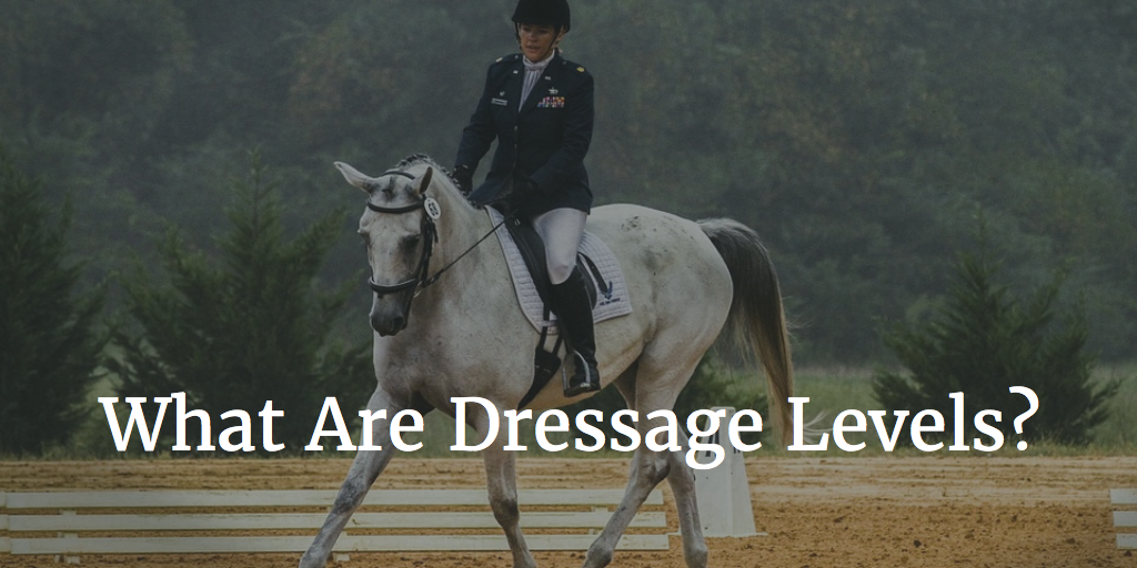 What Are Dressage Levels? Introductory to Grand Prix Explained!