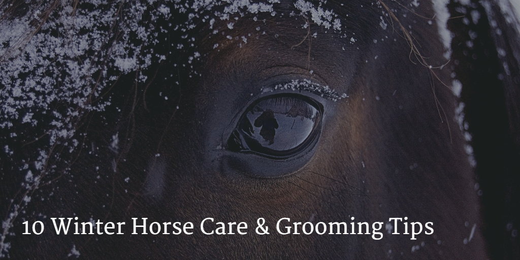 10 Winter Grooming Tips and Tools To Keep Your Horse Looking Super!