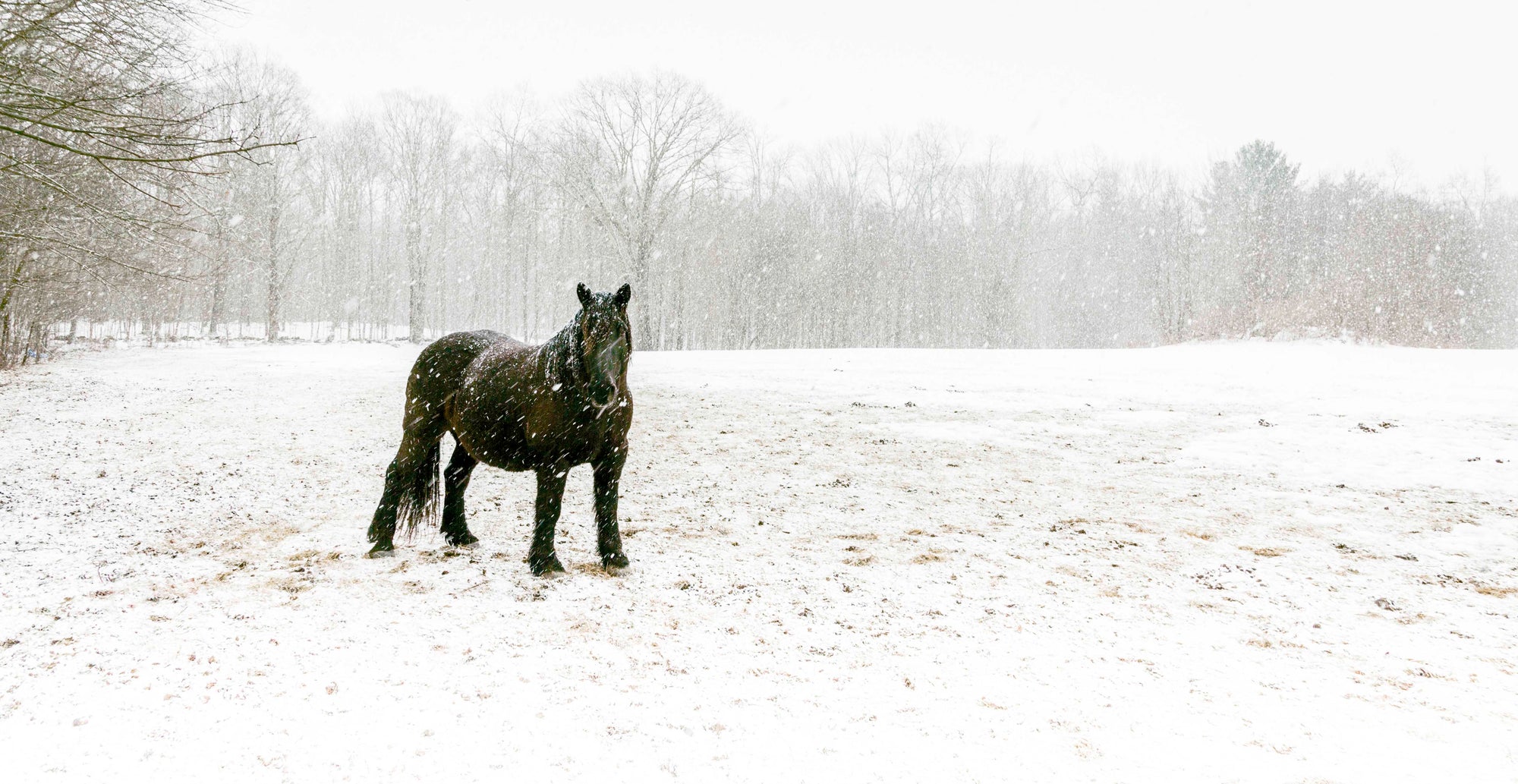 Black horse standing in a snow covered field