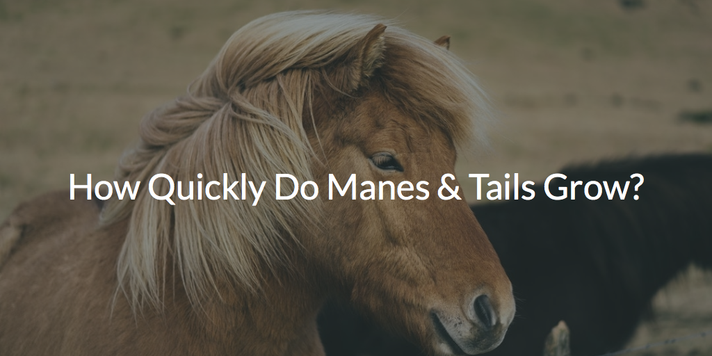 How Quickly Do Manes & Tails Grow? 7 Tips to Speed Up Growth